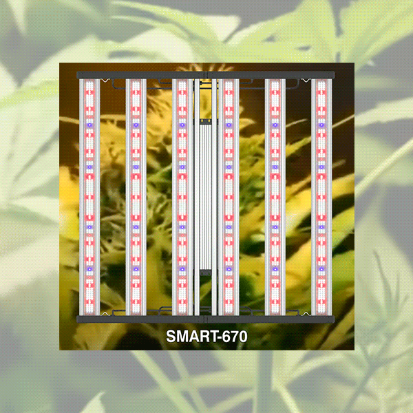 hyphotonflux led grow light series