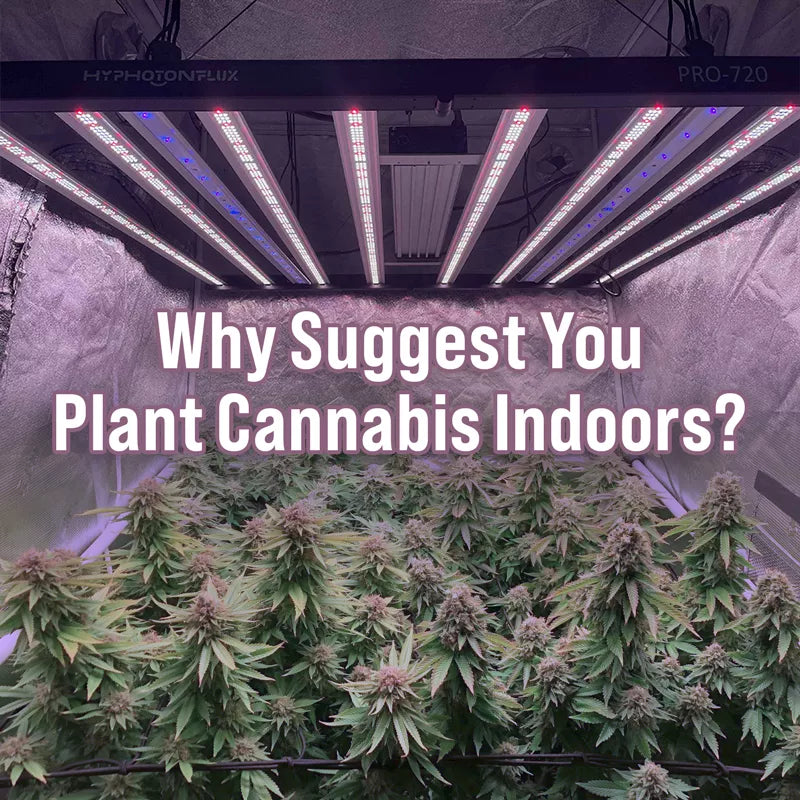Why suggest you plant cannabis indoors