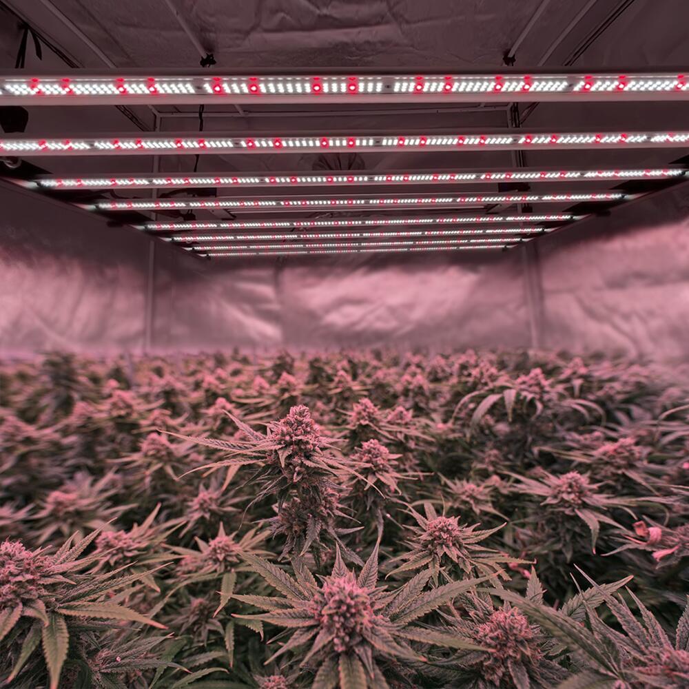 How many plants can you grow in a 5x5 grow tent?