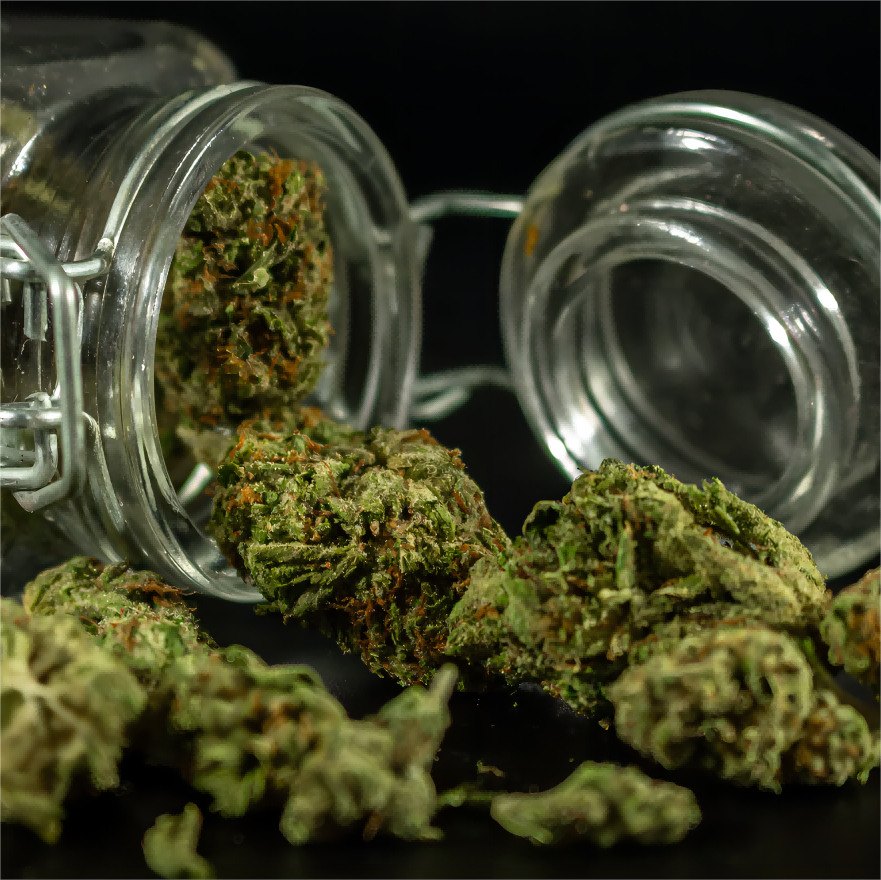 Harvest Care for Buds: Key Steps to Enhance Quality and Effectiveness