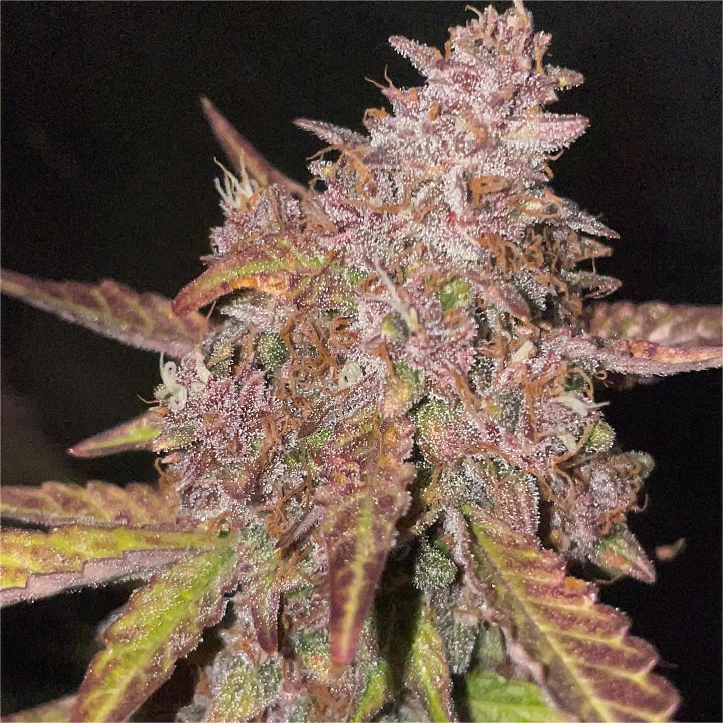 When to Harvest Cannabis: Methods and Guidelines for Determining the Ideal Time