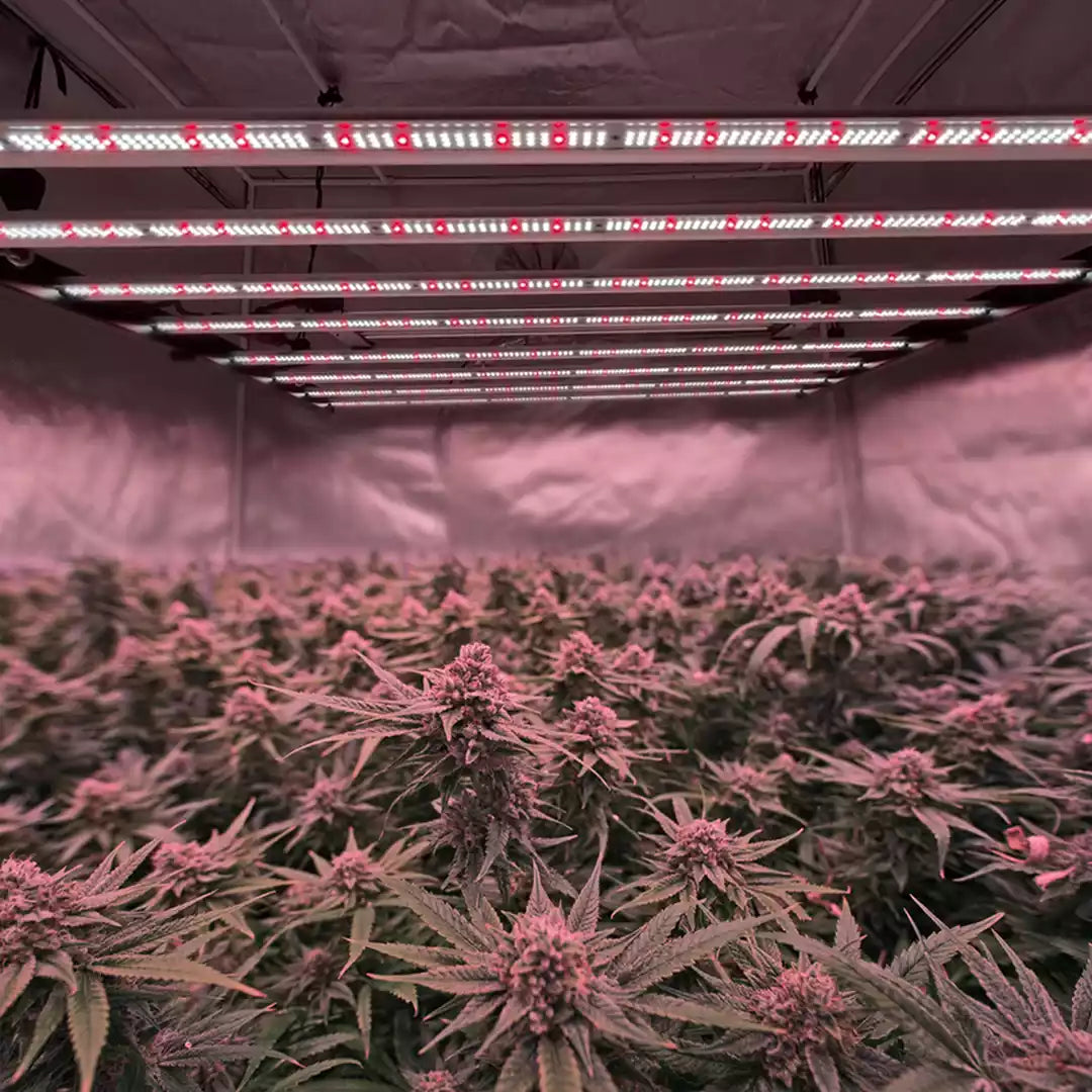 full spectrum and commercial led grow lights with UV&IR