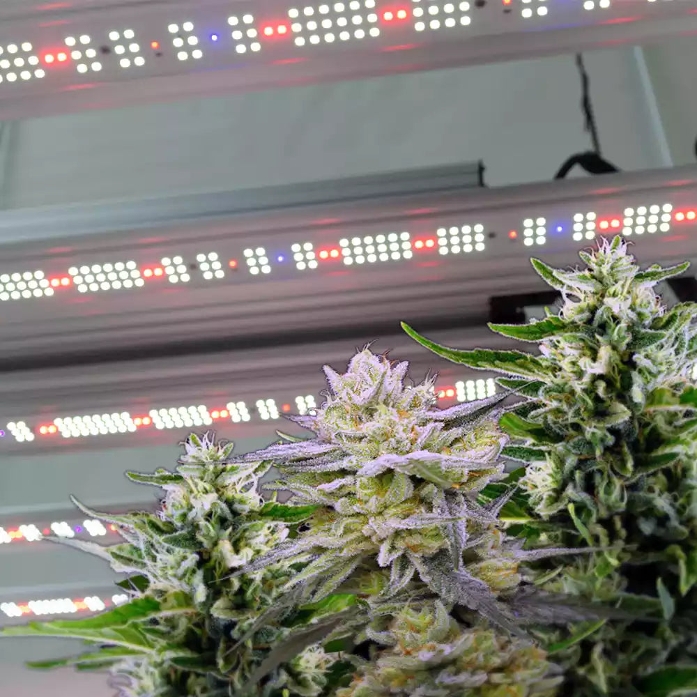 LED grow light unique spectrum tuning design-4 independent control channels of UV,IR,Infrared,full spectrum