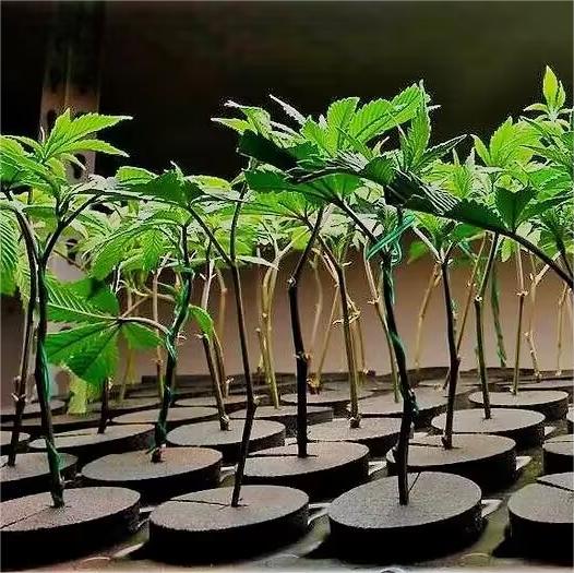 Blog posts How to Clone Cannabis Plants Submit