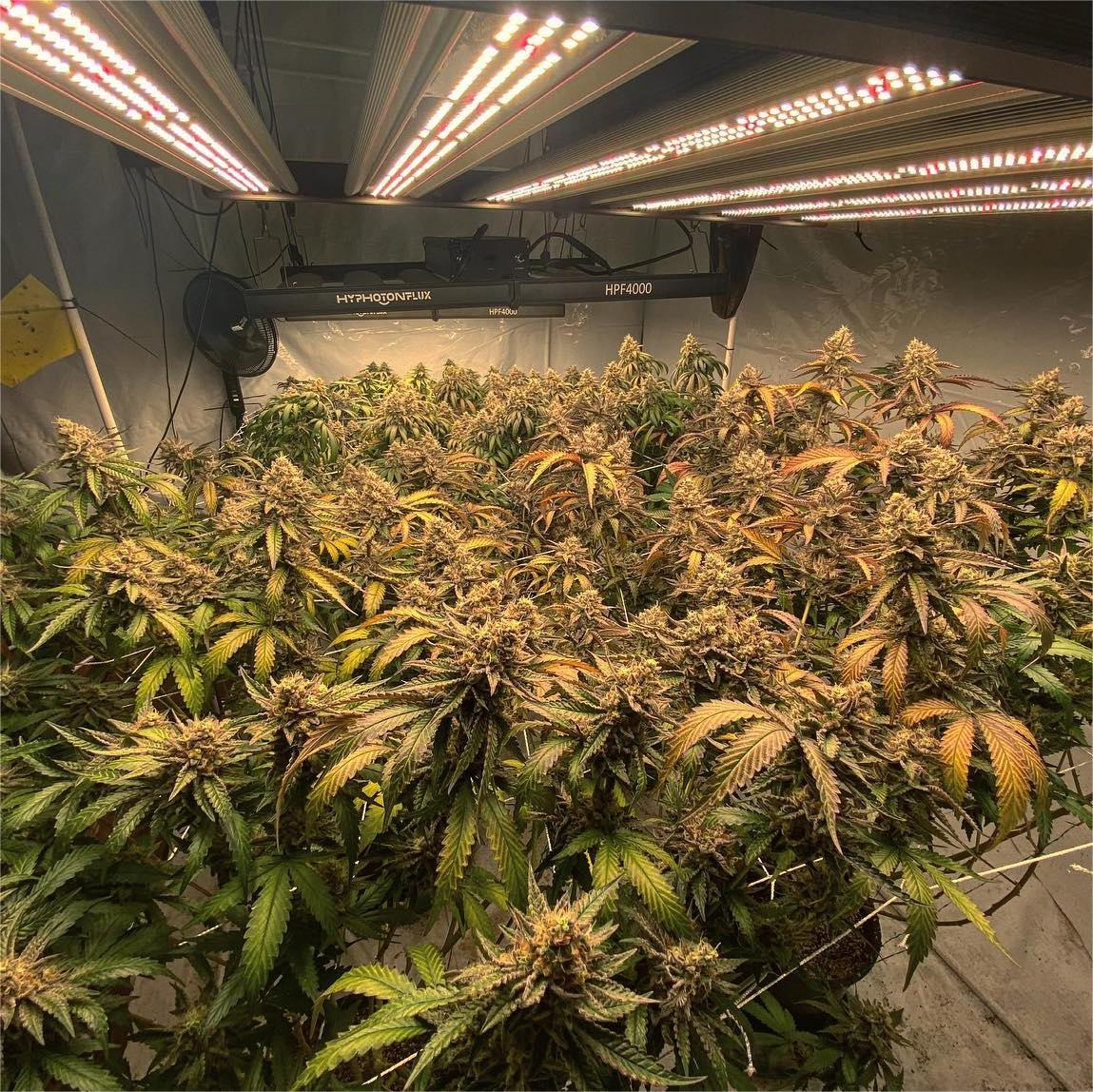 How to Grow High Quality Cannabis