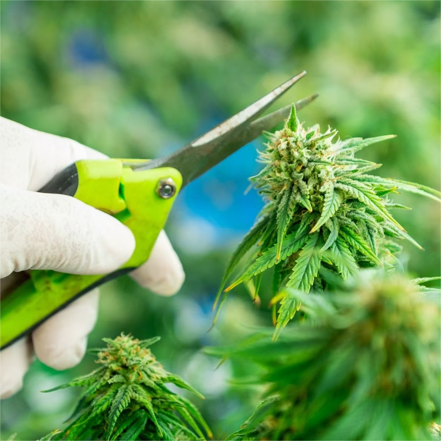 How to Prune Cannabis to Increase Yield