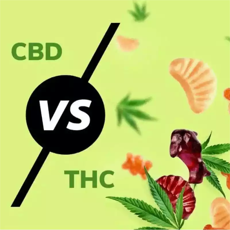 THC and CBD: Similarities and Differences