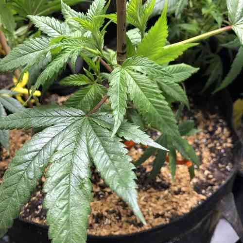 how to grow cannabis indoors