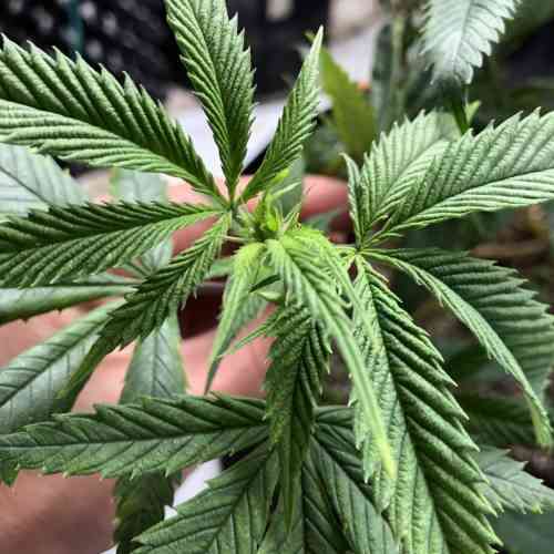 how to grow cannabis indoors