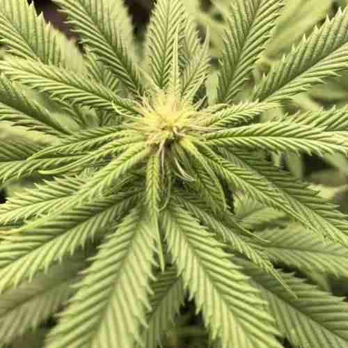 how to grow cannabis indoors