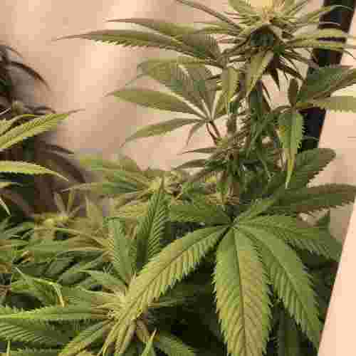 how to grow cannabis indoors