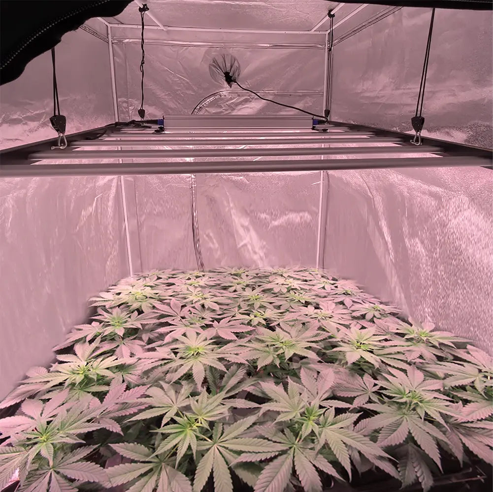 750 watt led grow light for 5x5 tent