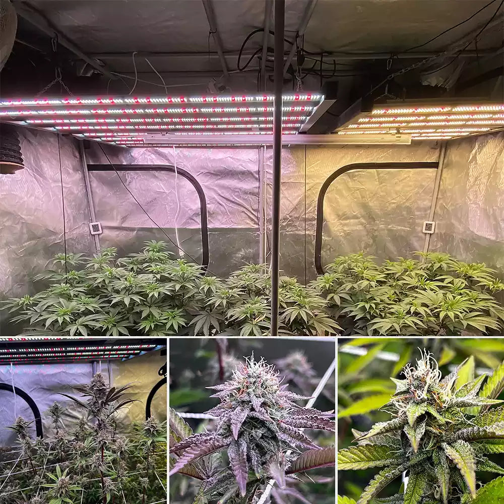 PRO-720 &  HPF4000 _day 35 of flowering