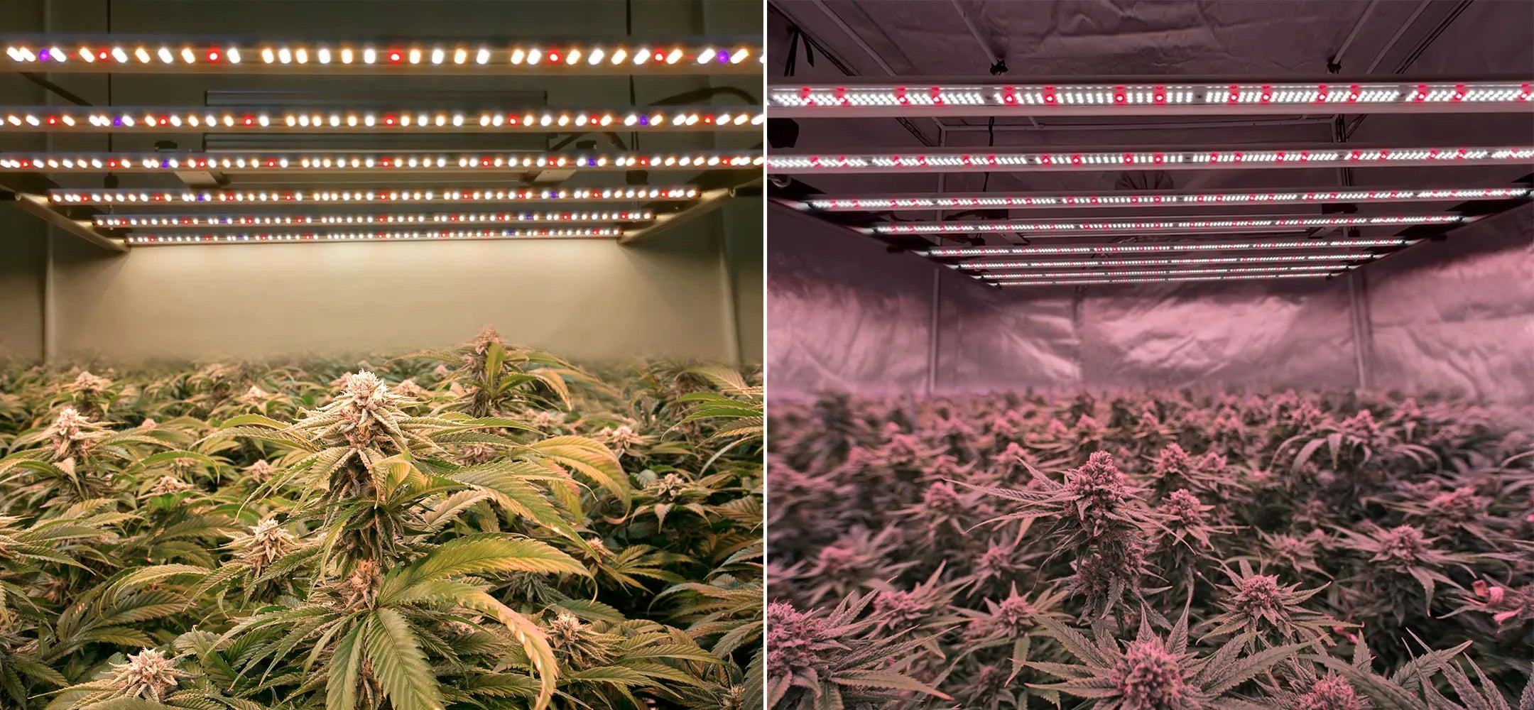 full spectrum and commercial led grow lights with UV&IR